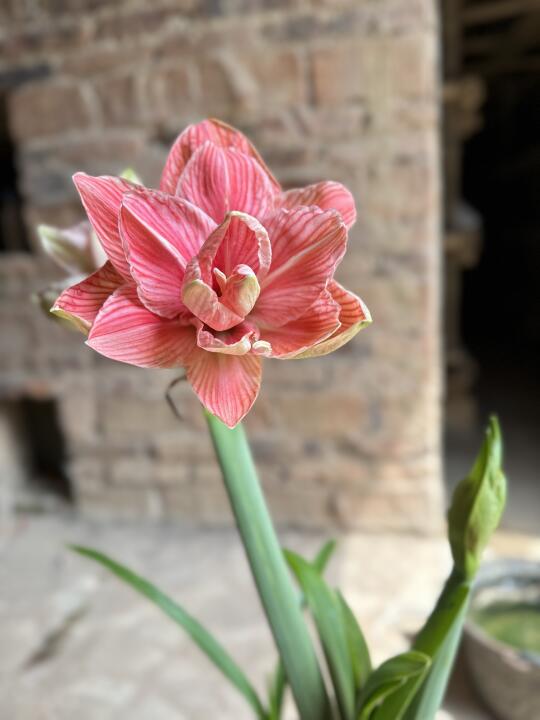 甜蜜妮芙朱顶红初花