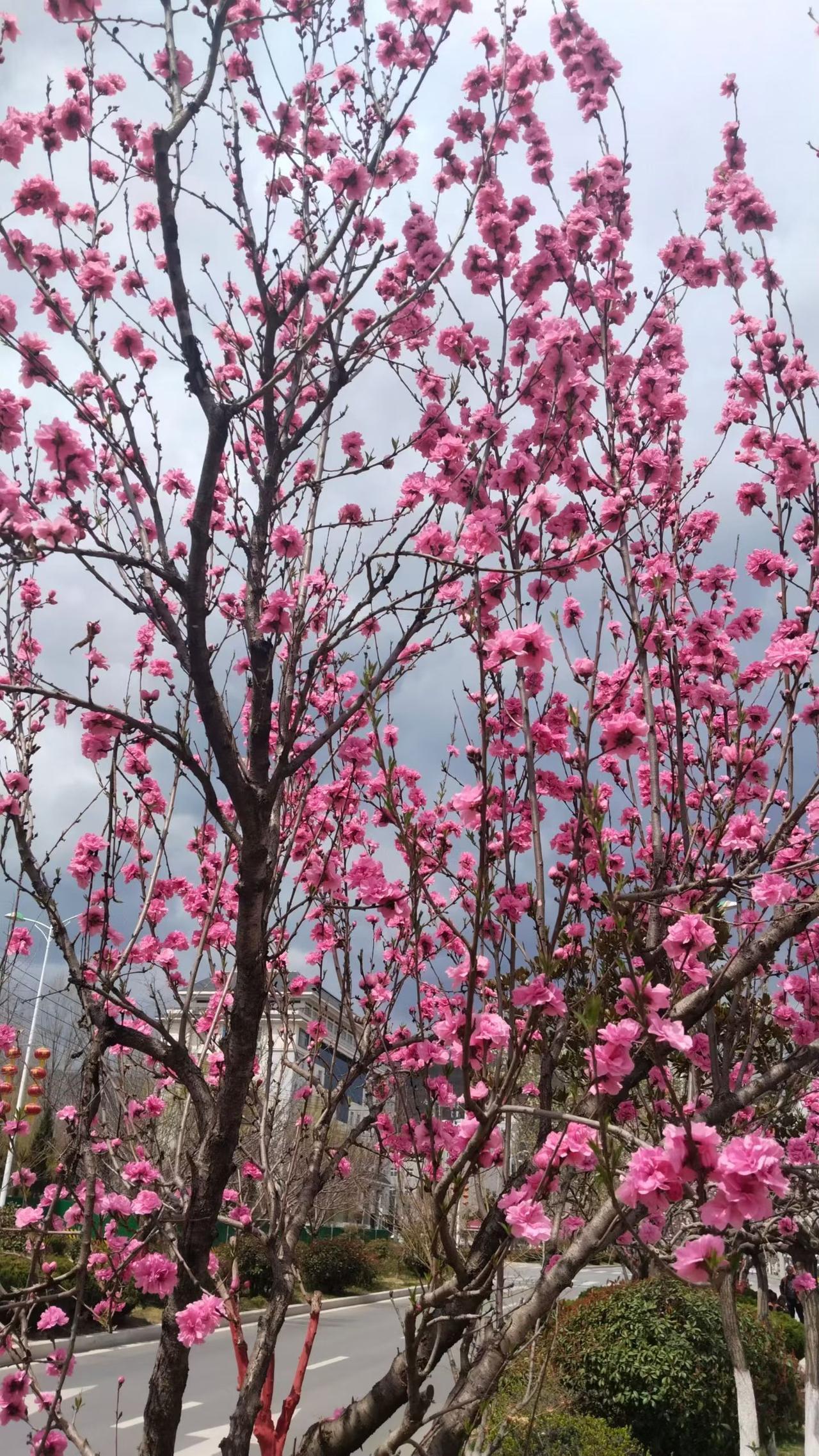 漫步校园，桃花盛开，徜徉在一个粉红色的世界，春风和煦，满目绚烂，心情也成了粉红色