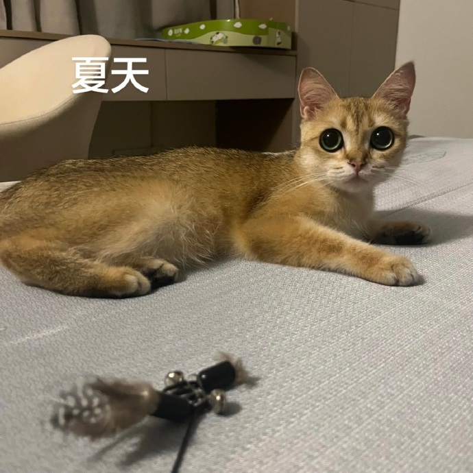 小猫冬天和夏天有两幅面孔 ​​​