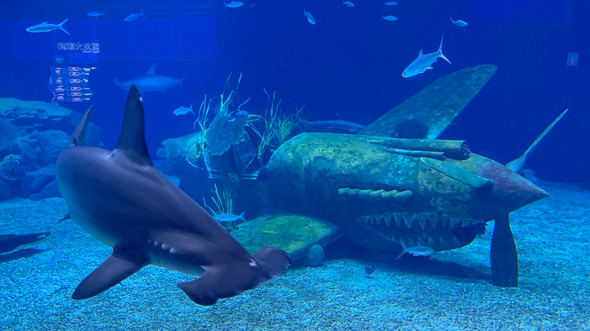 🦈还挺搭的 ​​​