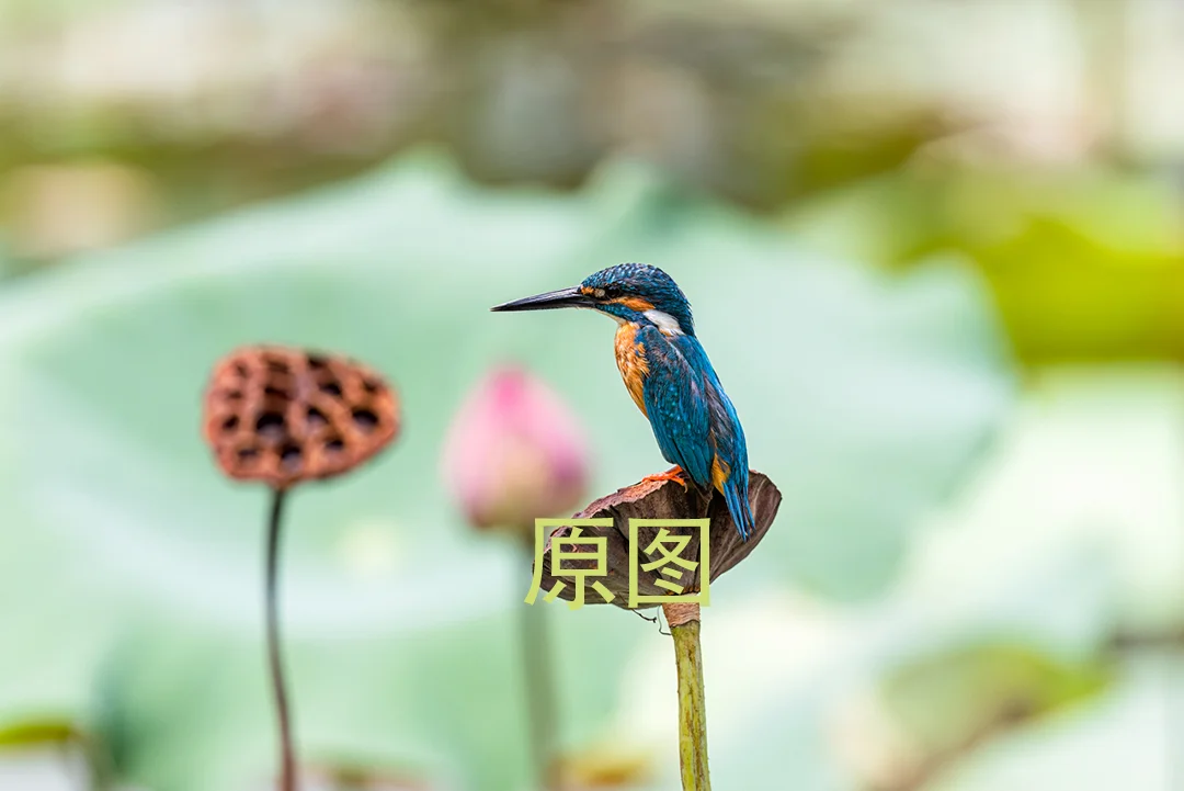 R7，F4，1/1600，iso250，9.7m