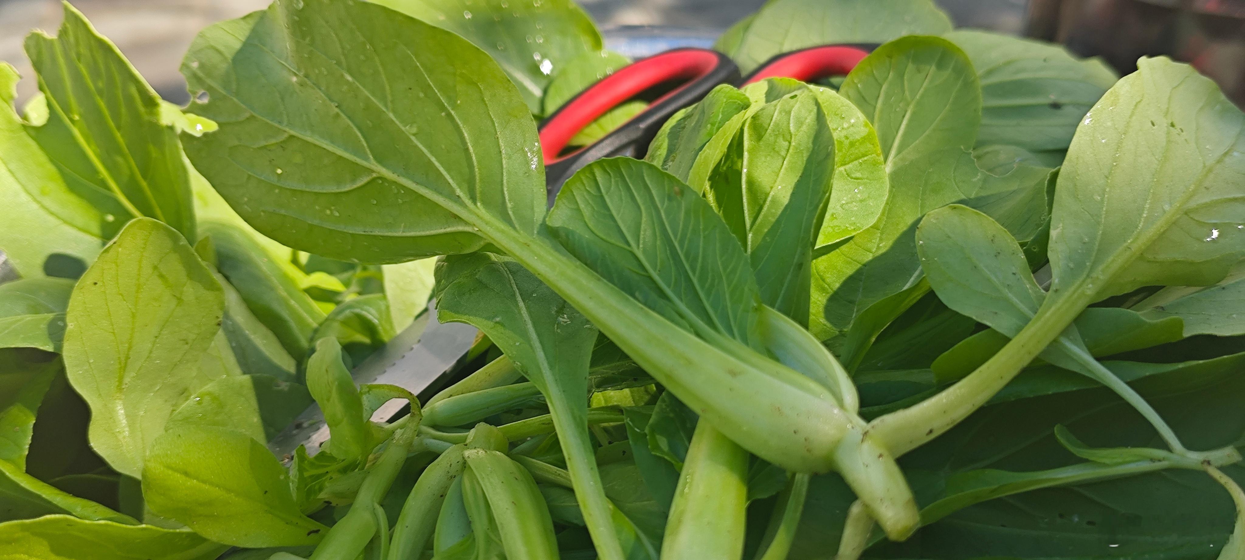 又一款自种有机蔬菜上桌：小白菜​​有人叫它鸡毛菜，是小白菜（上海青）的15-20