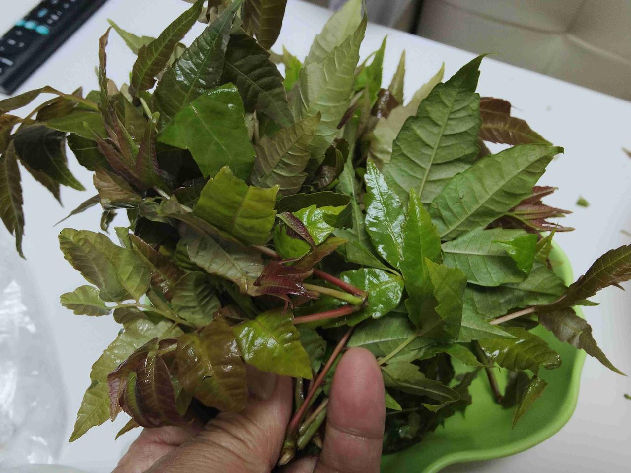 今天我花了10元钱，买了六把，经过去梗、淘洗、焯水，用盐加上香油拌了一下，口味实