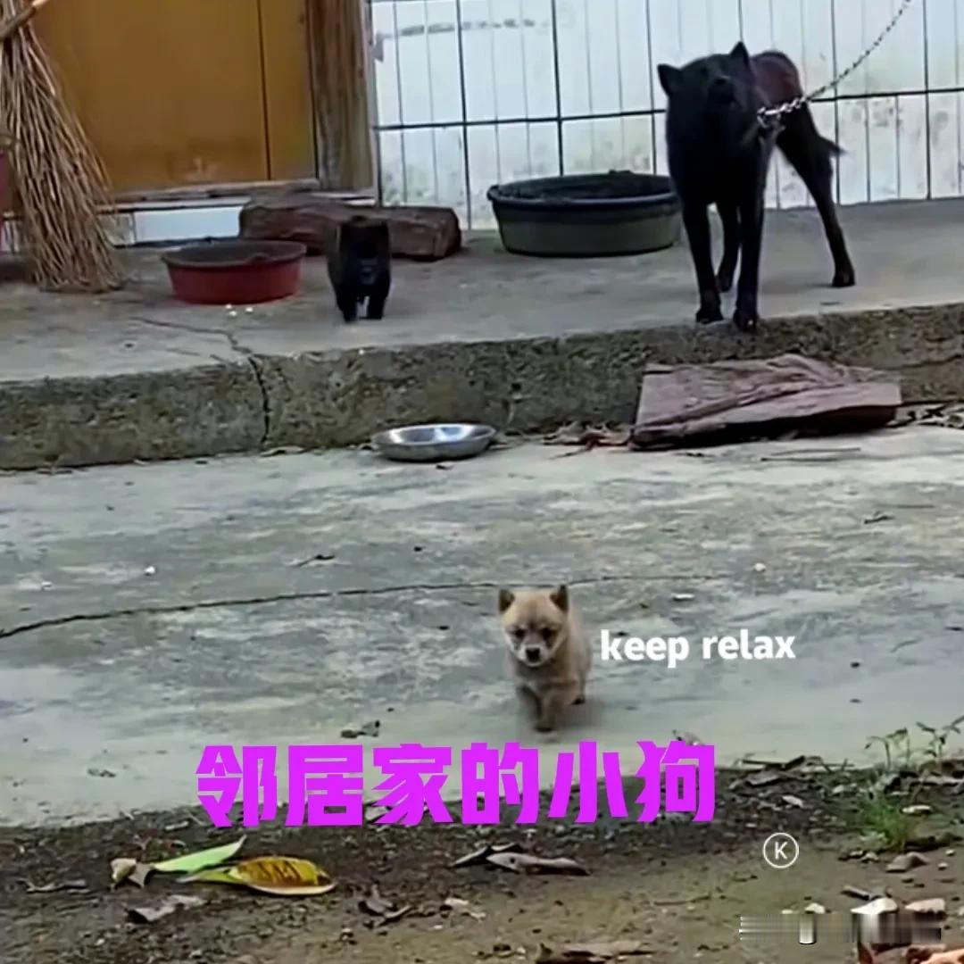 村里邻居家的母狗，前不久下了一窝小奶狗。今天路过邻居家时，顺便进去看了一下。狗妈
