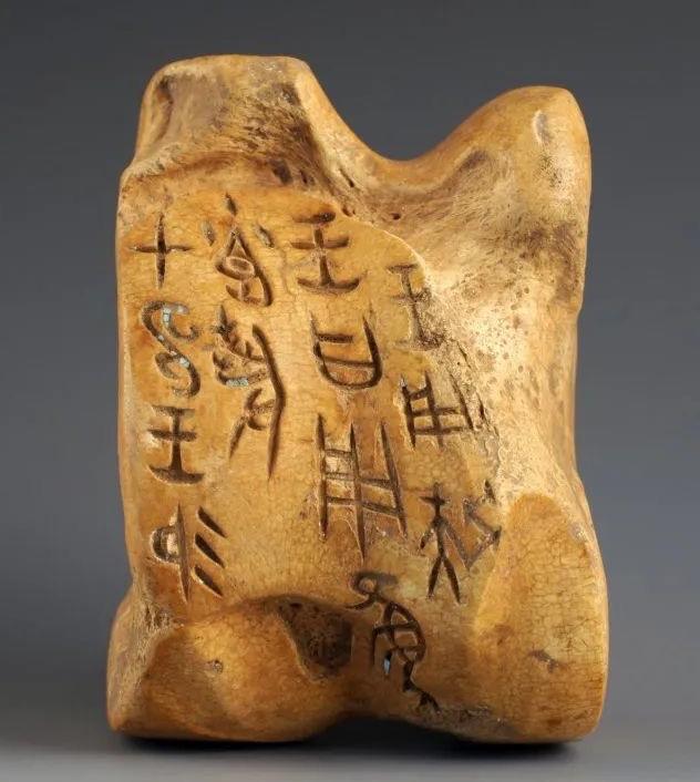 传统中药里，除龙骨外，龟甲和兽骨也曾在历史舞台“另类”登场。它们虽非中药主要用材