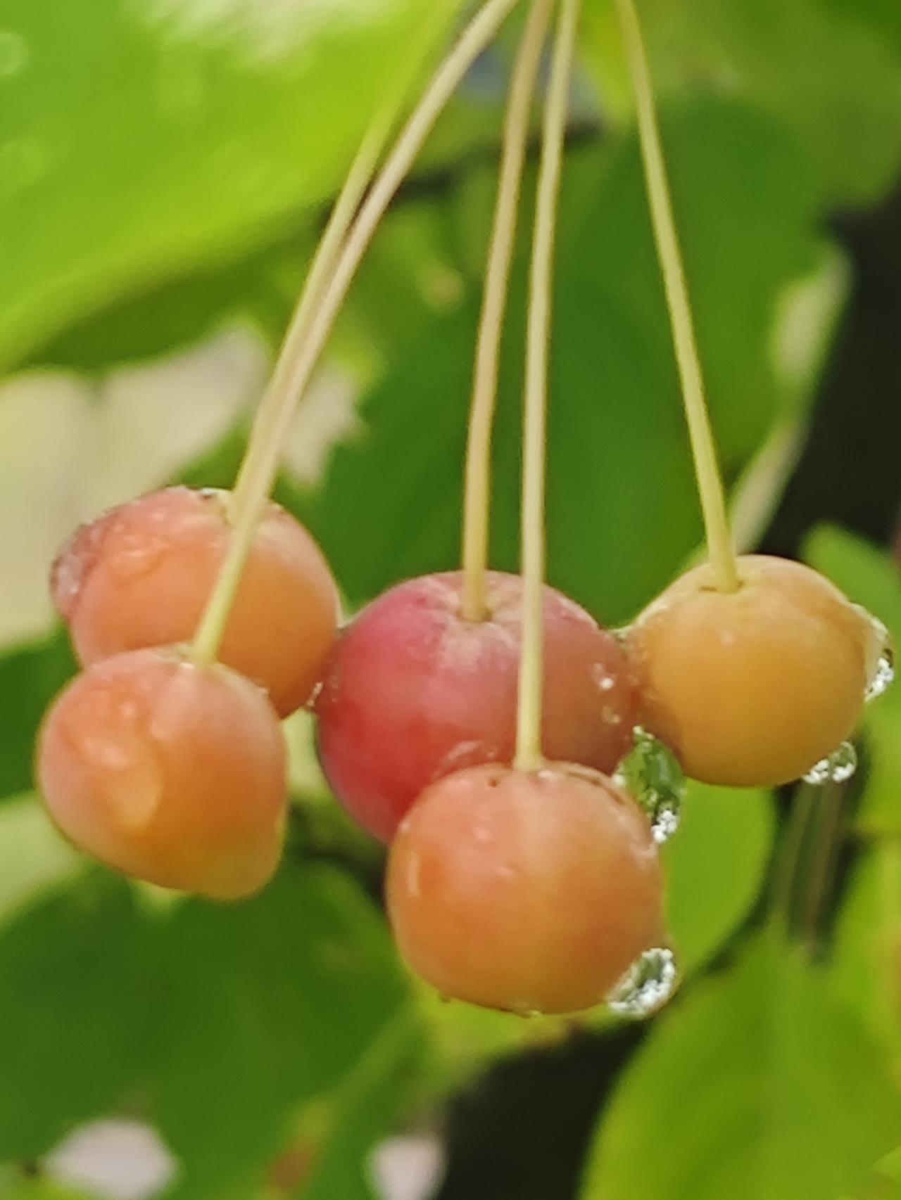 中秋的海棠

中秋的清晨，路面微干，昨夜的秋雨早已结束，潮湿的空气让路旁的树叶上