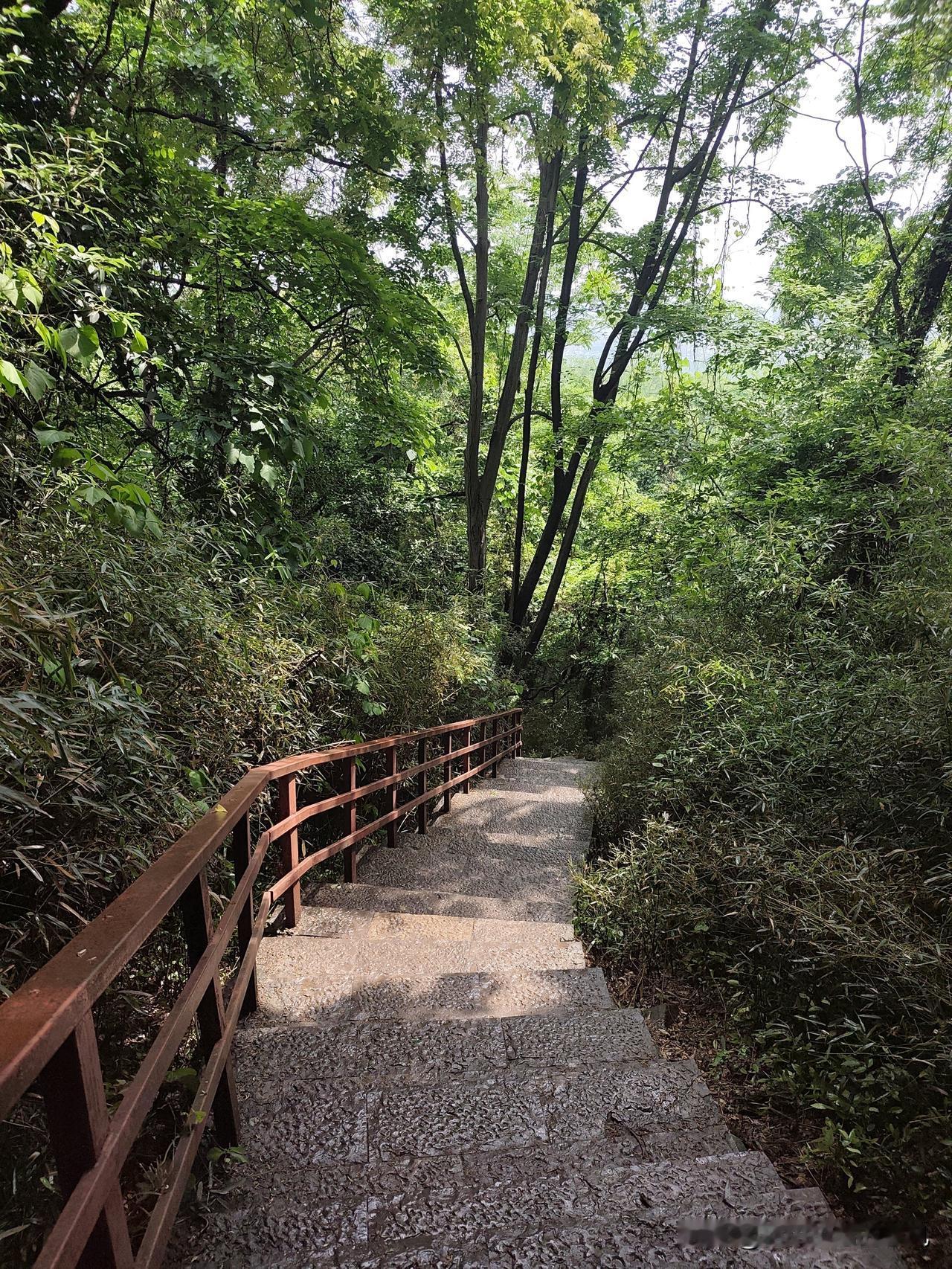 拾级而上，穿行在满目苍翠之间。
阳光穿过枝叶，落下满地碎光，
山林不语，却藏着所