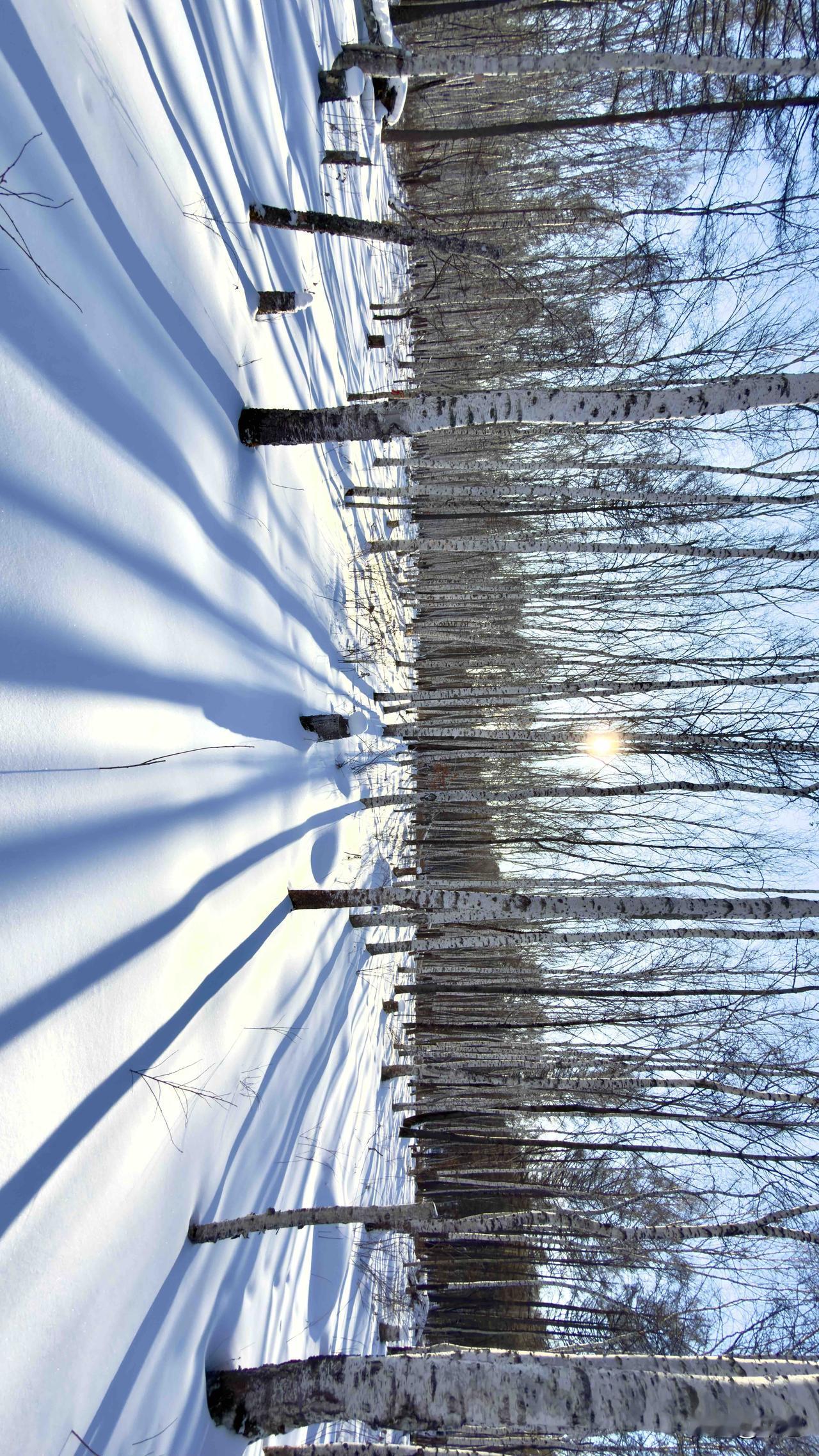 冬日森林的静谧之美，白雪覆盖的树木与光影交错，宛如童话世界。