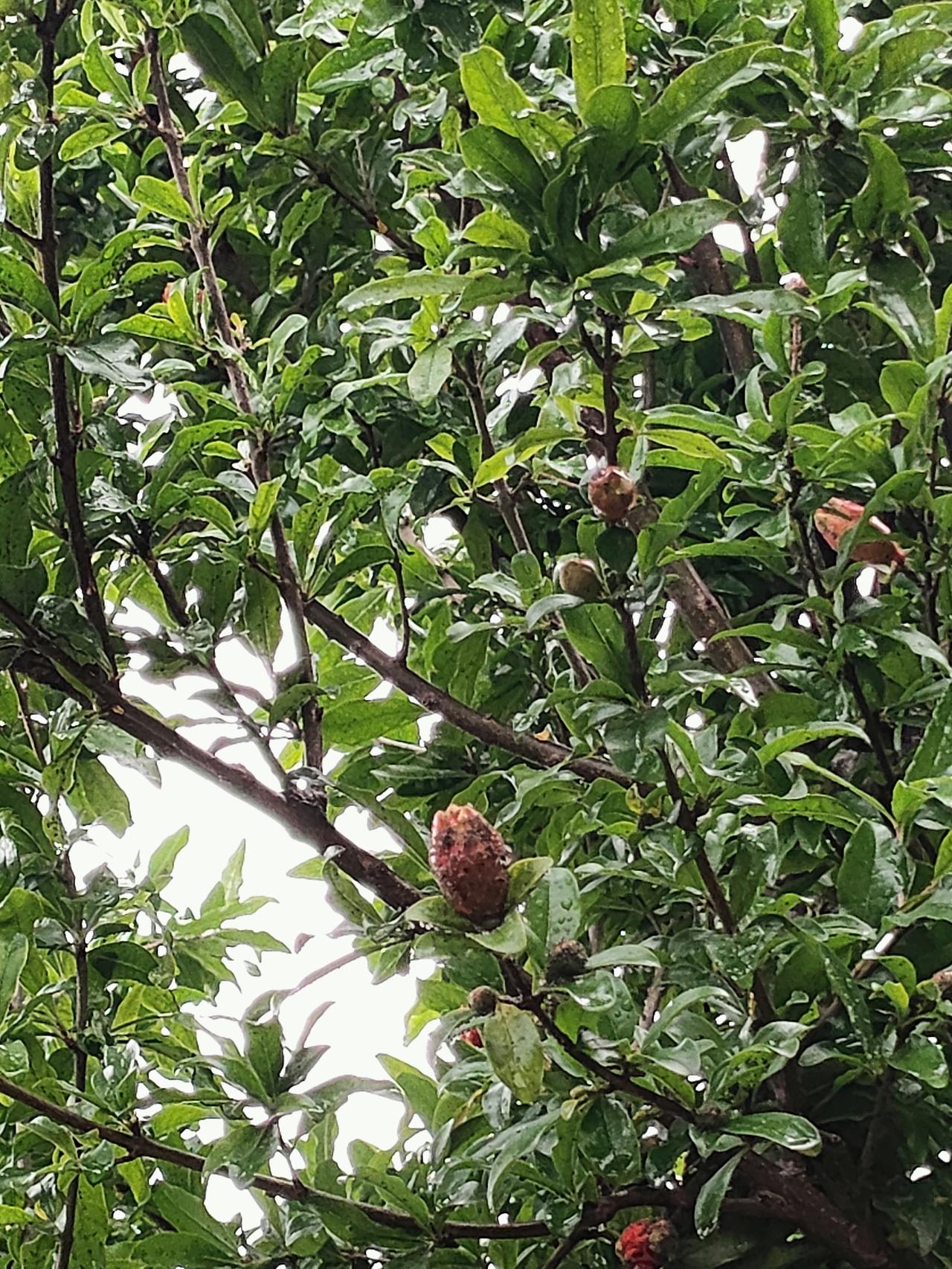 藏一夏生机，盼秋日满枝红火，岁岁多福多安。