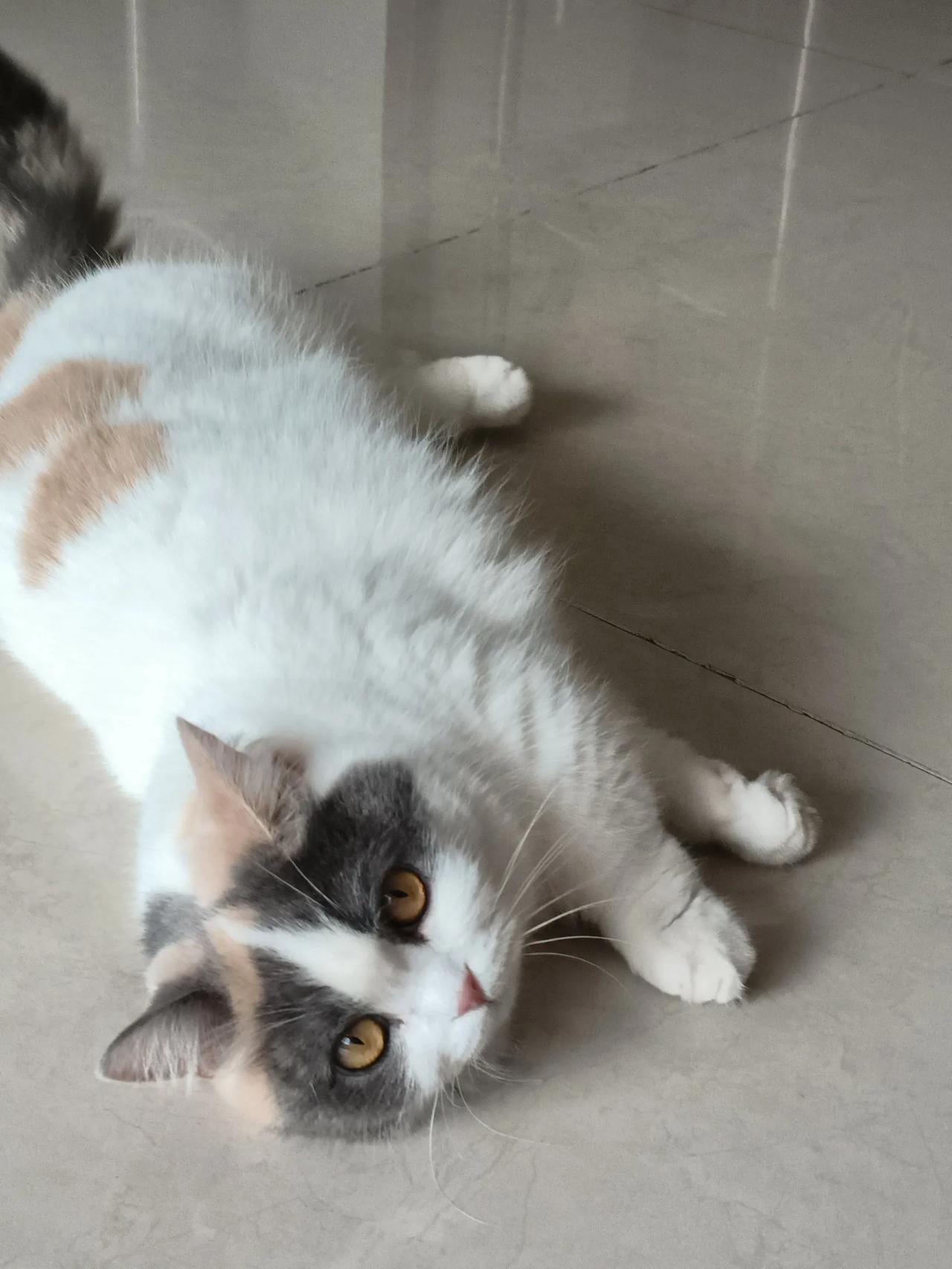 小猫进宝
一直都只晓得她是只矮脚猫，那小短腿便是她的标志呢，原来她还是有品种的，