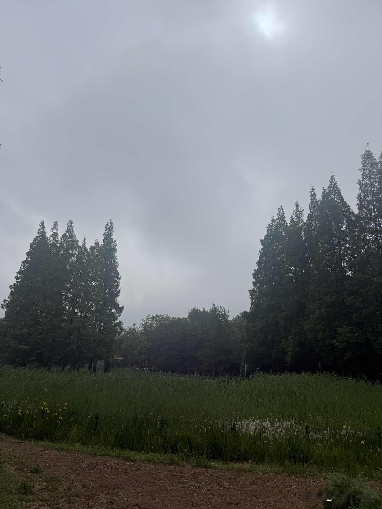 昨天是周六是我去青岛中山公园日，我也正好一周没有来了，昨天上午公园里雾蒙蒙气温1
