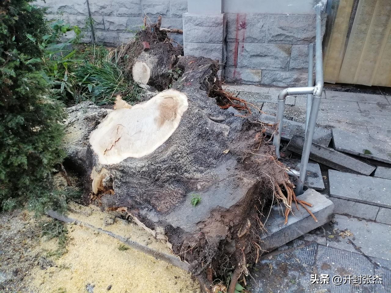 开封市昨天下雨倒了的这一棵树有十几年树龄了