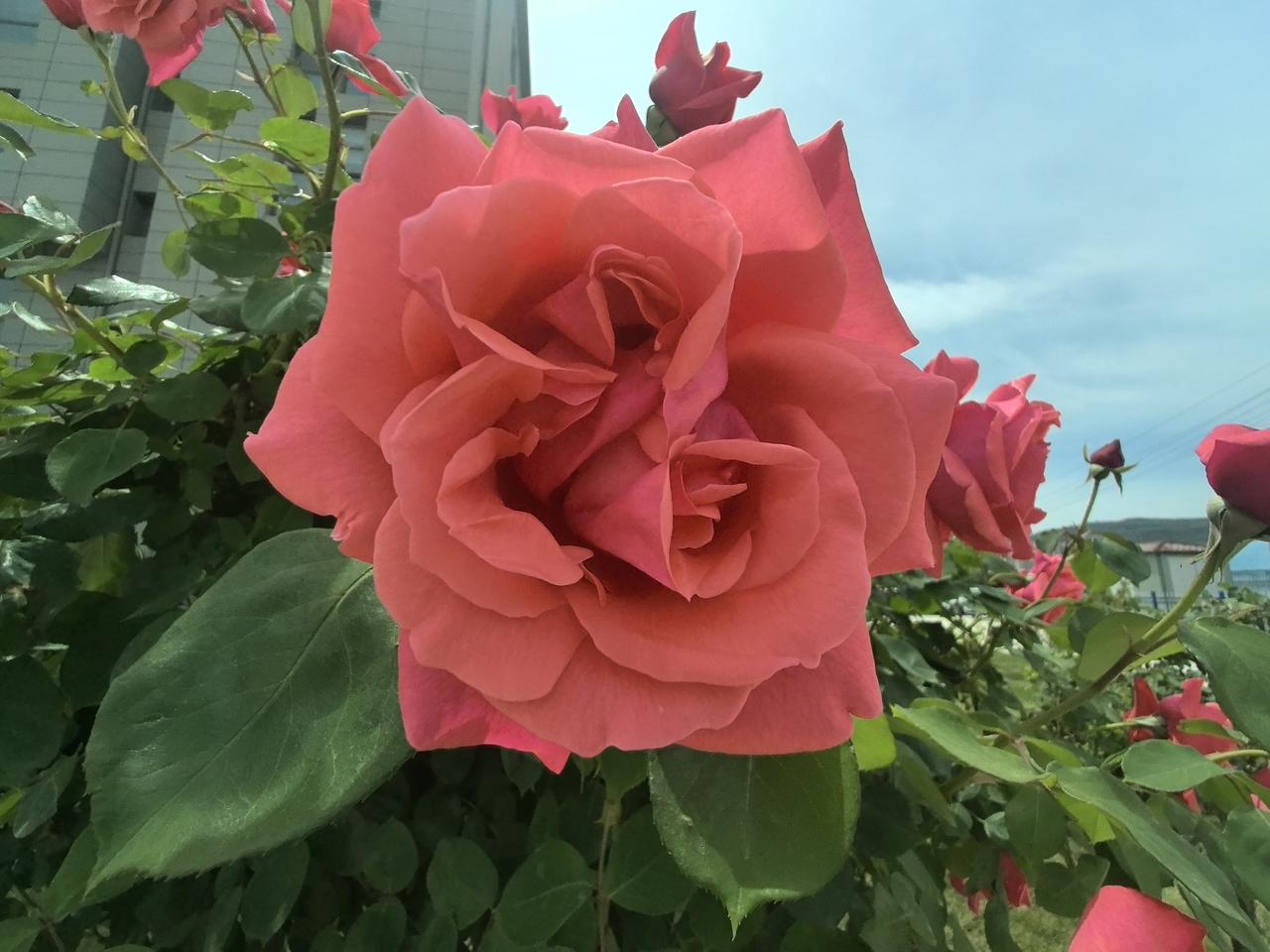 你认识这是啥植物吗？
