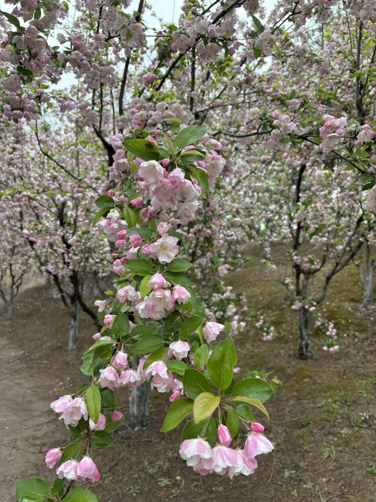 今年春天最想实现的心愿 今年春天，我最想实现的心愿就是能置身满地花瓣的场景，好好