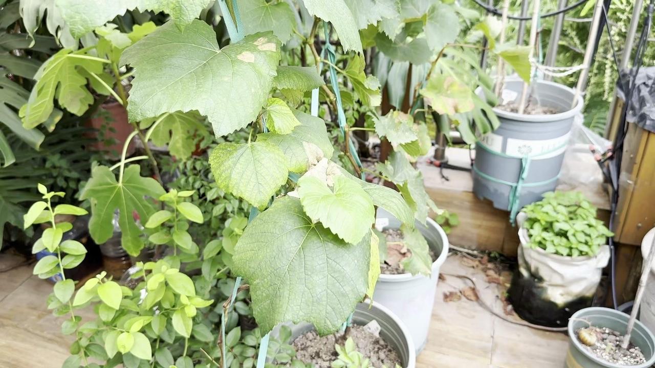 🍇盆栽葡萄遇到肥害别慌！高温下施肥太猛，叶片会出现不同程度异常，掌握这2个处理