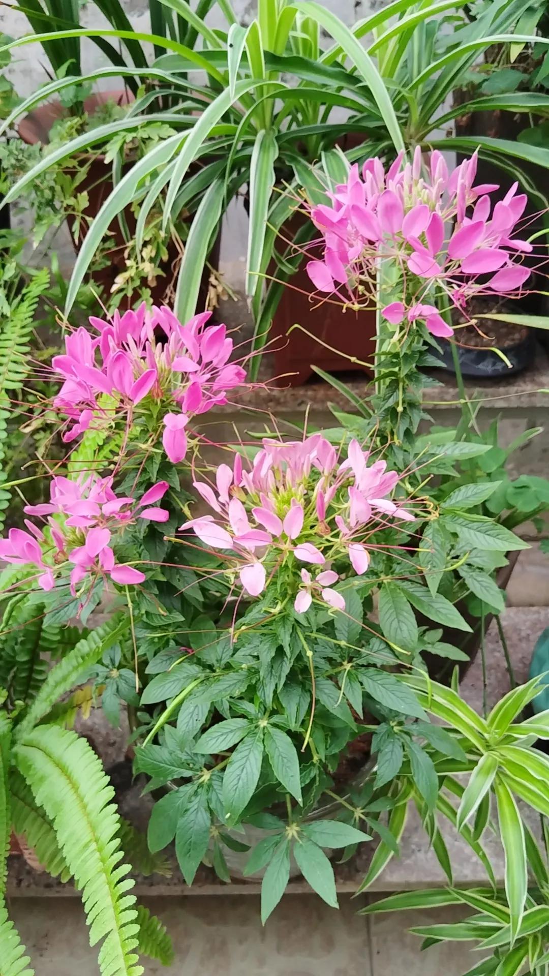 听说醉蝶花的花语是：得不到的爱情？