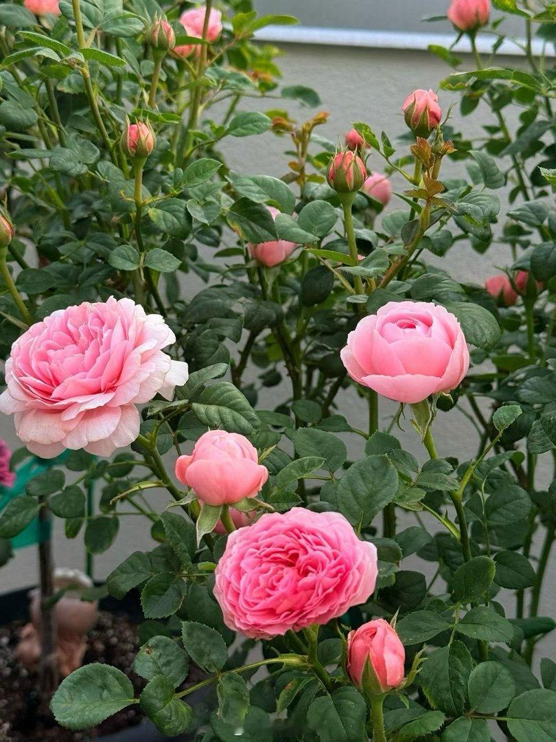 乖妈的花 乖妈摄影 