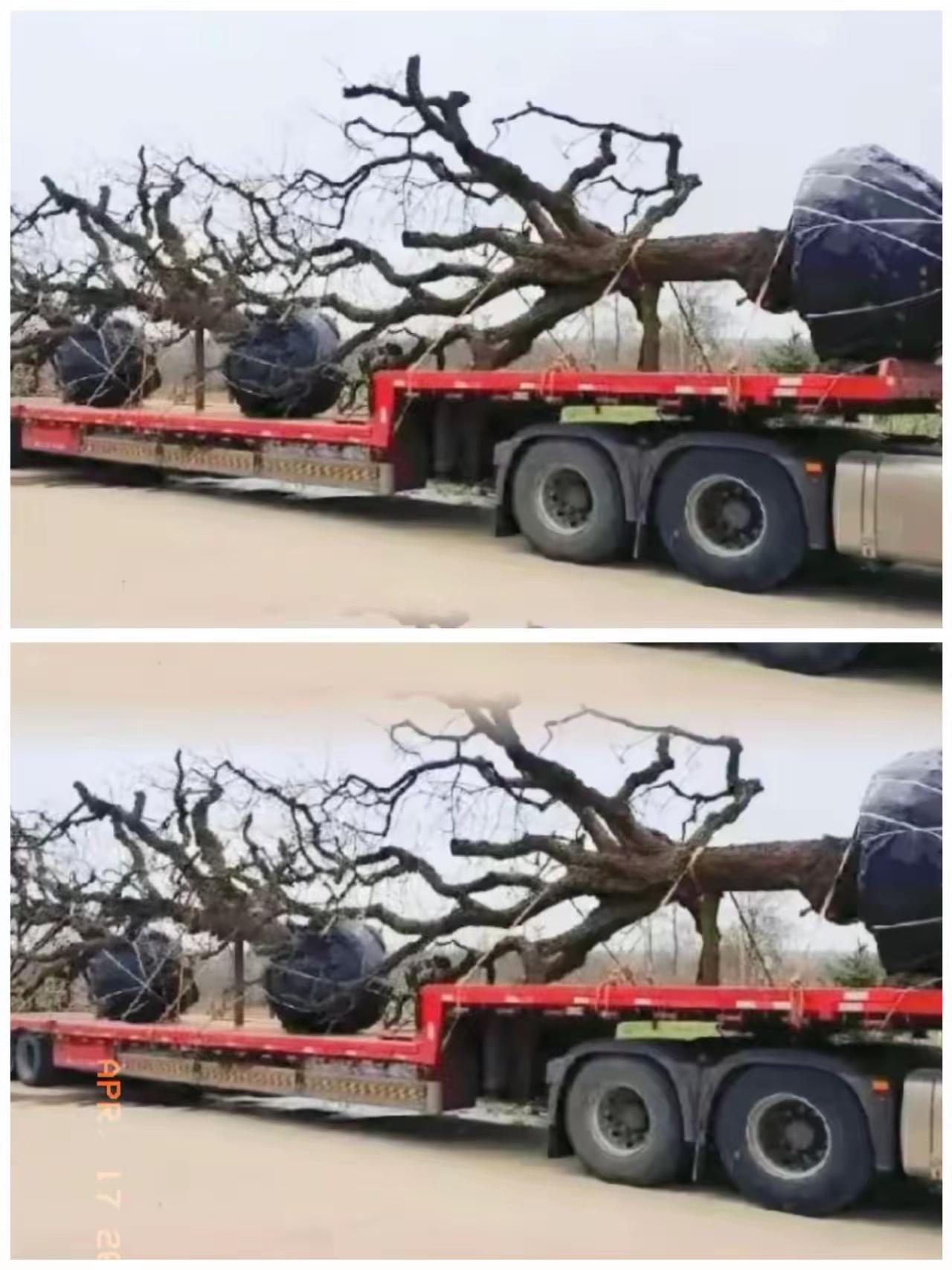 这就是最现实的信息差！

2019年，恒大集团在全国推行了一项让苗木商们至今说起