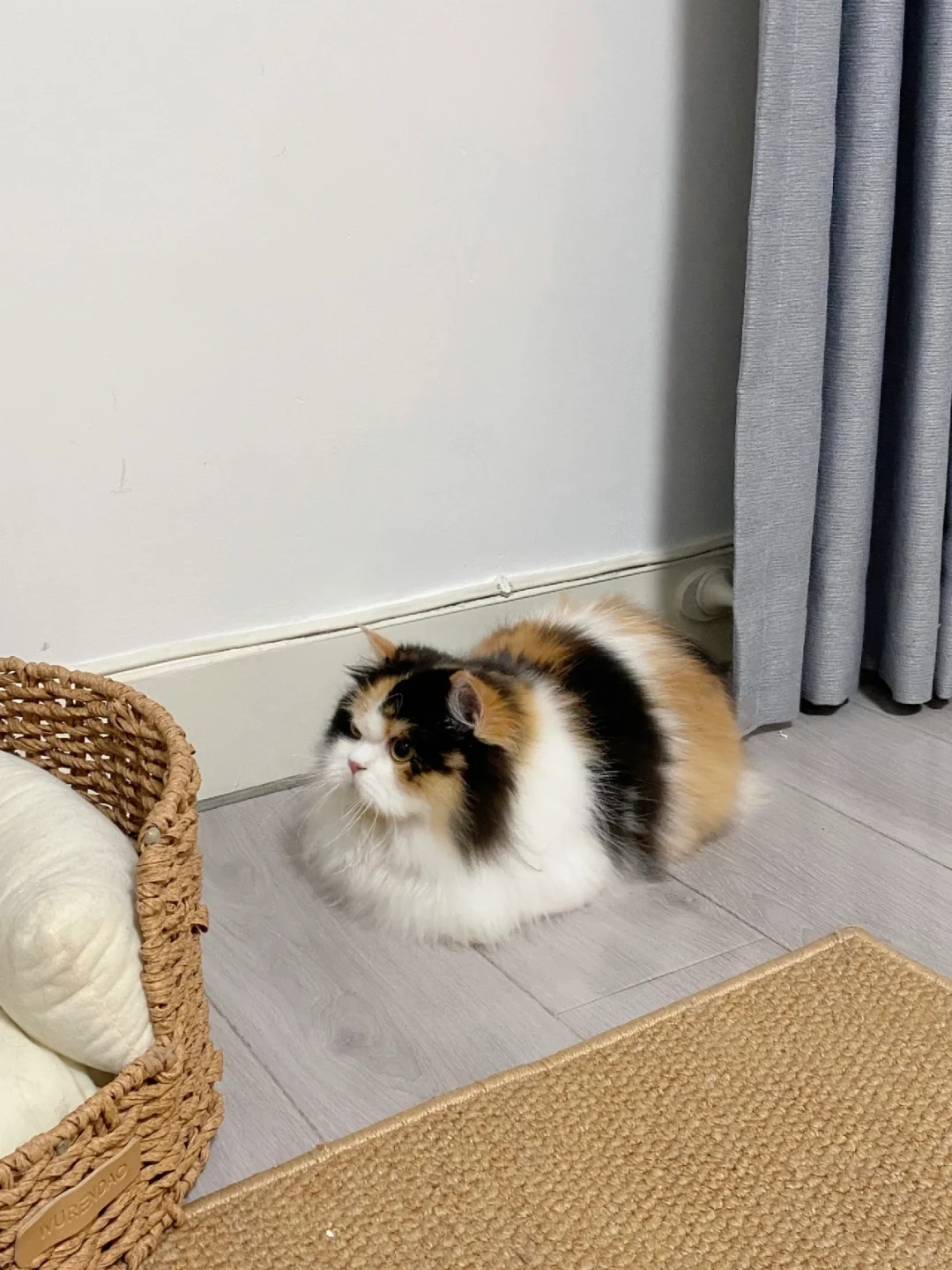 右滑看小猫站起来，给ee们一点腿长震撼