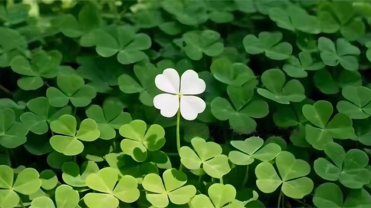 好运显化幸运四叶草背景图🍀 
