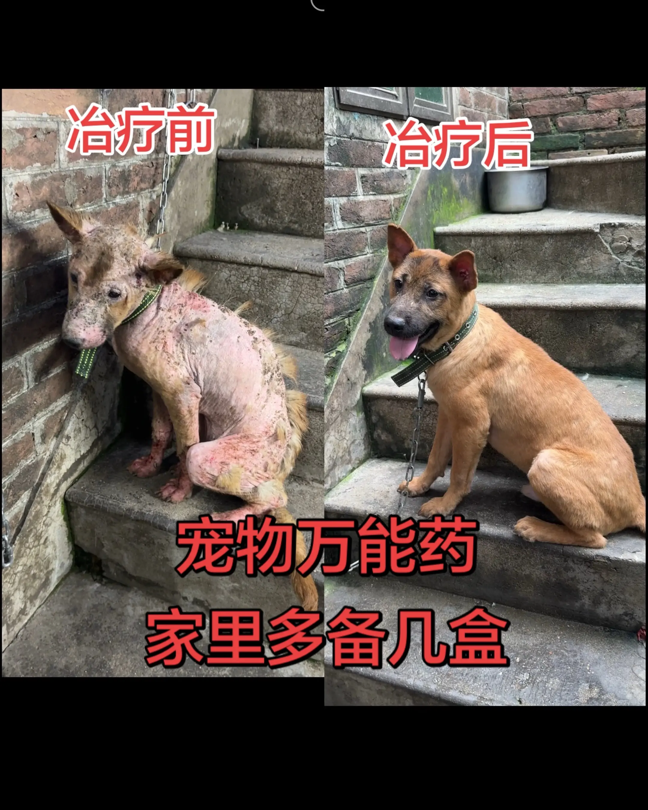 养狗养猫的各位粉丝们，请你家里备几盒这个阿莫西林，它的作用非常的重要...