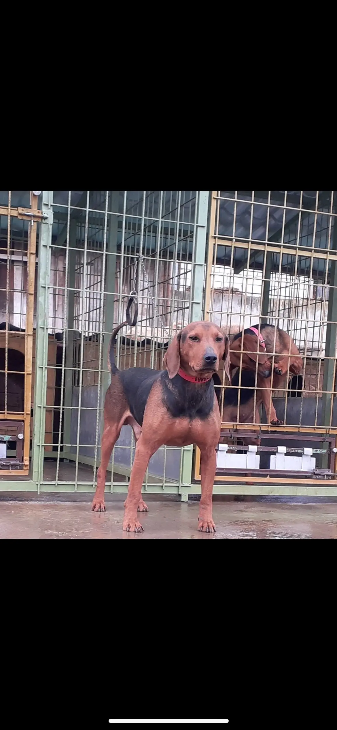 巴尔干猎犬，把你们巴尔干猎犬发出来看看✊✊✊