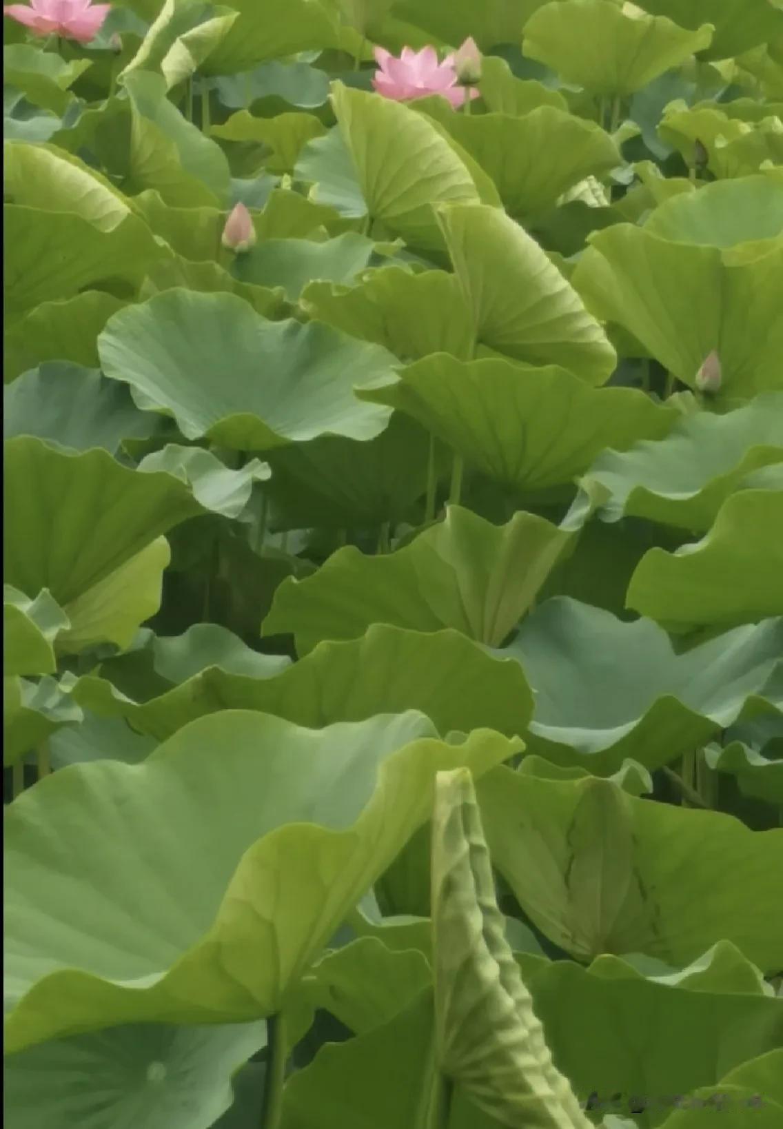 夏日生活打卡季