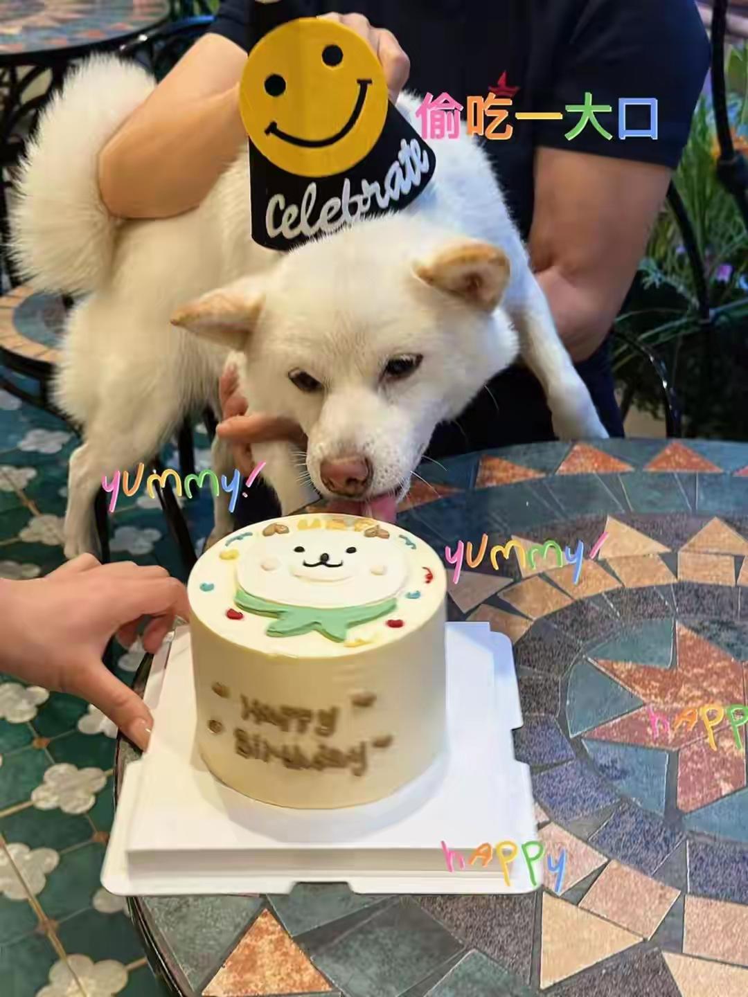 笑喷！苏州“十全街大馋狗”凭实力成网红，赖店讨食逼得主人充值500元
 
家人们