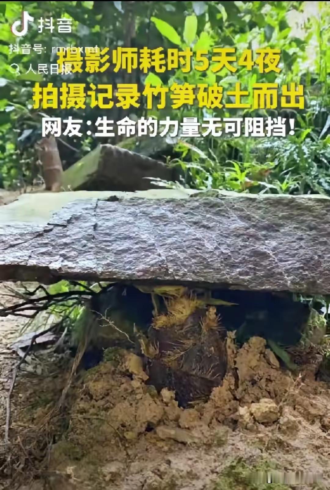 “这竹笋做梦都没想到它上人民日报了！”一摄影师耗时5天4夜拍竹笋，不料，在拍摄时