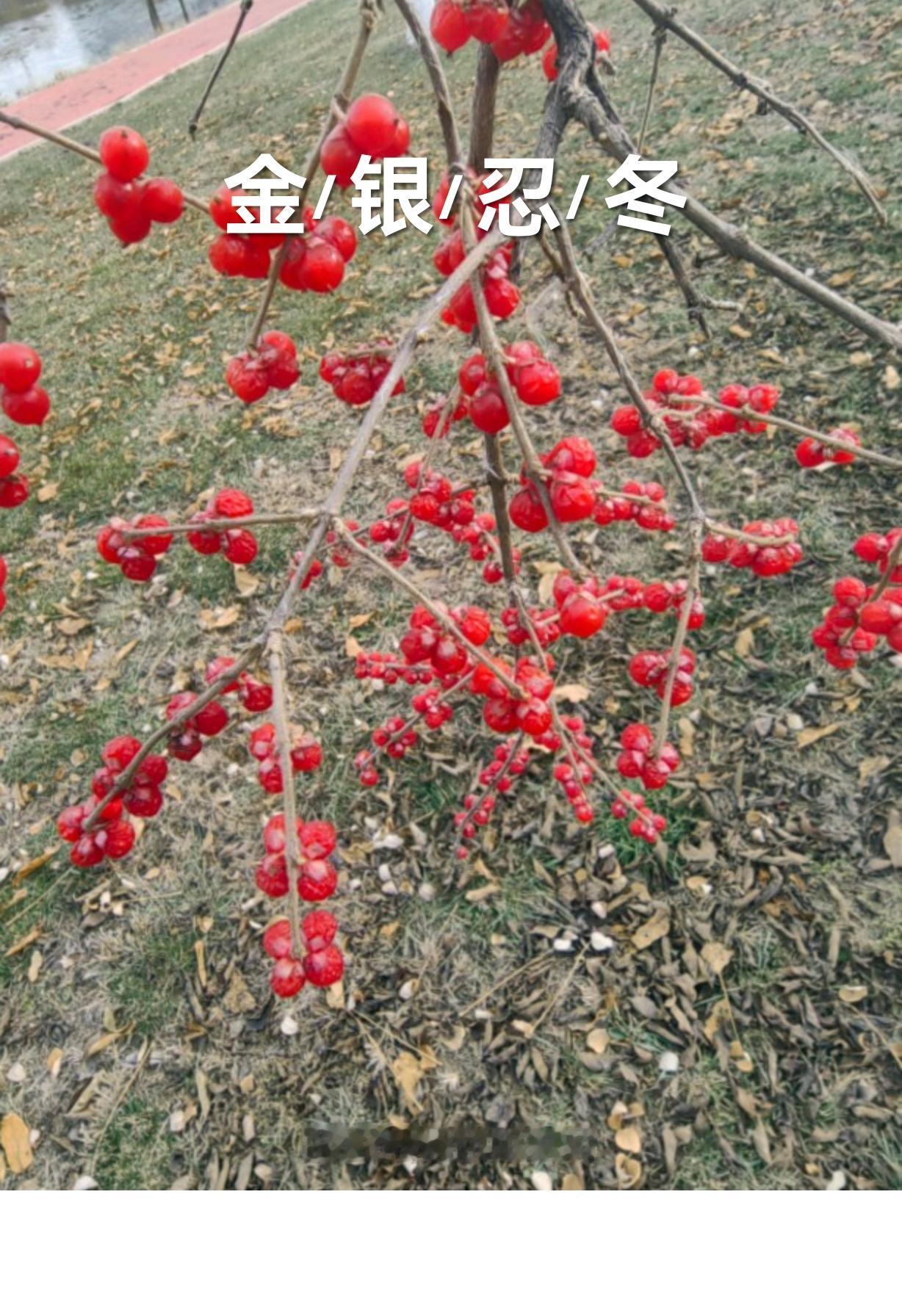 冬日散步，很容易被满枝红果的忍冬树吸引。忍冬也叫金银忍冬，4 - 6月开花，花香