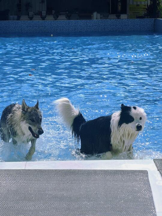 萌宠界的反差CP  一个负责可爱一个负责帅