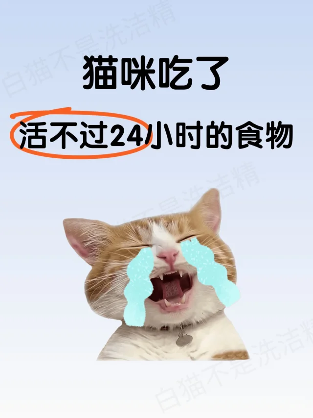 养猫人必看！这些食物关乎喵命⚠