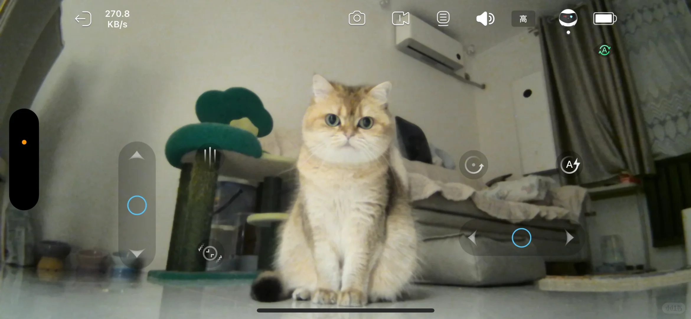 今年过年是没有小猫的野人