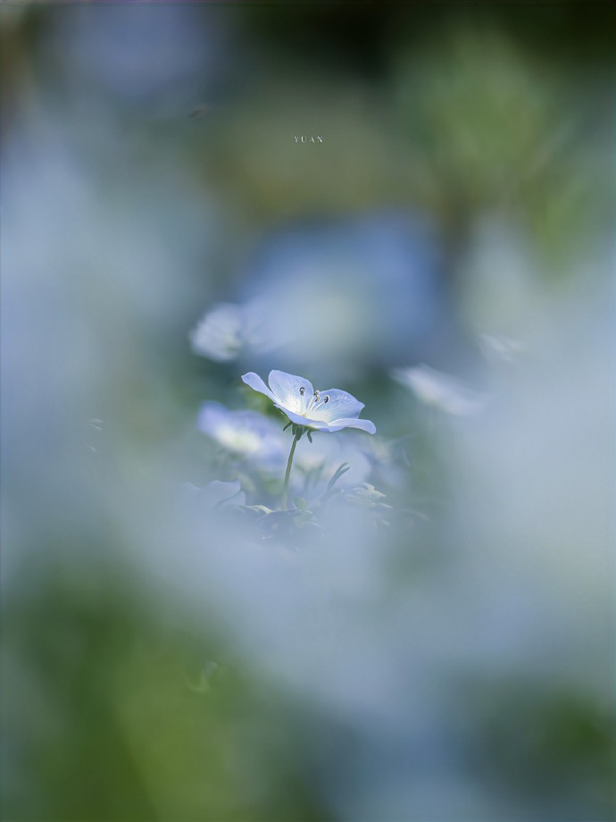 GOING[超话] 小小的蓝，大大的勇气。喜林草开了，完整了。 ​​​