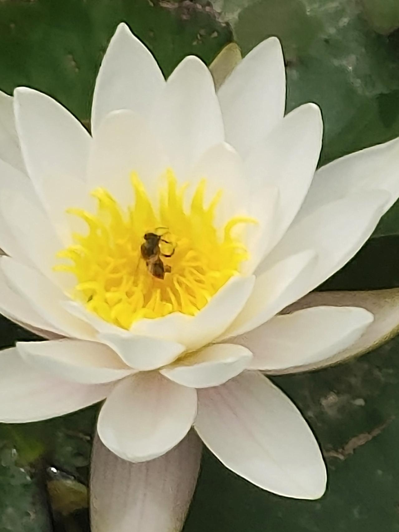 分享你手机里拍摄的花花开富贵