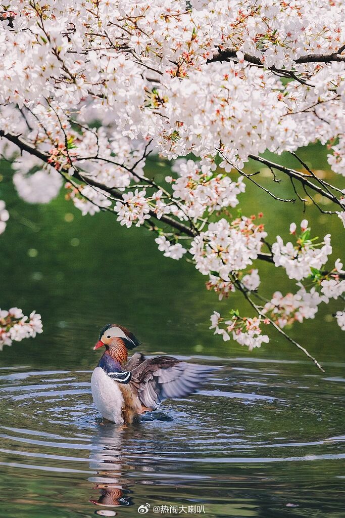 惊蛰微雨众卉新，一雷惊蛰始，今天我们迎来二十四节气中“气势最足”的节气惊蛰。 
