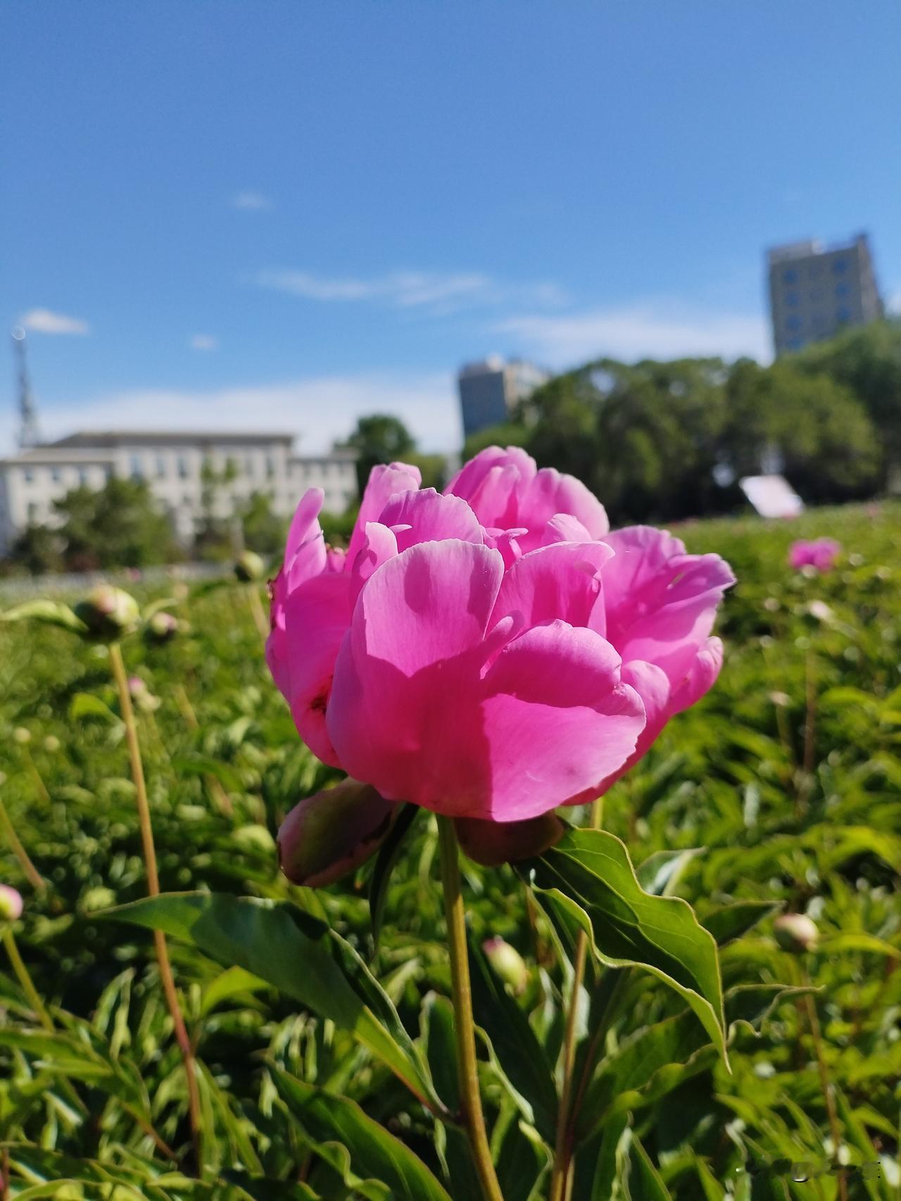 芍药花
苞蕾温柔晃青杆，
粉朵凝脂隔日开。
蜜蜂振翅嗅花瓣，
请续句……
（香自