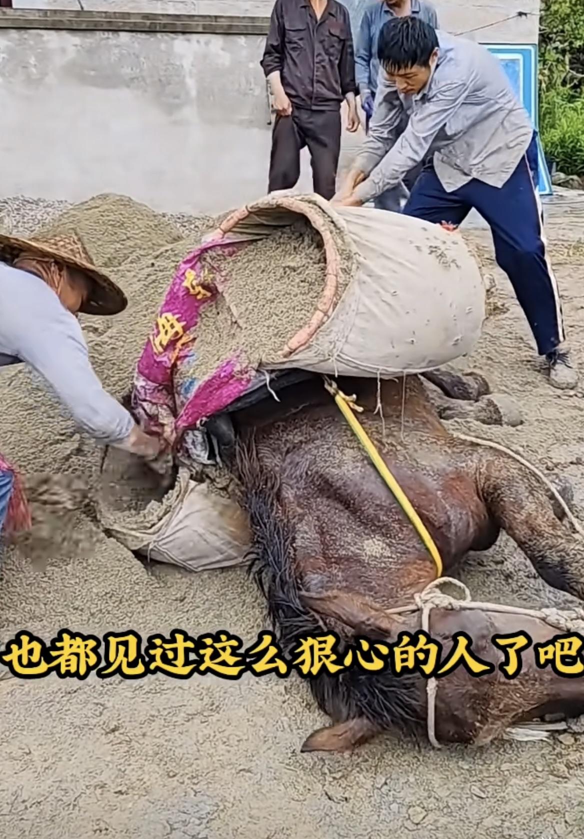 下辈子不要当牛马！
太狠了、这些人，基本不会有任何福气，赚了钱都是用治他们的癌症