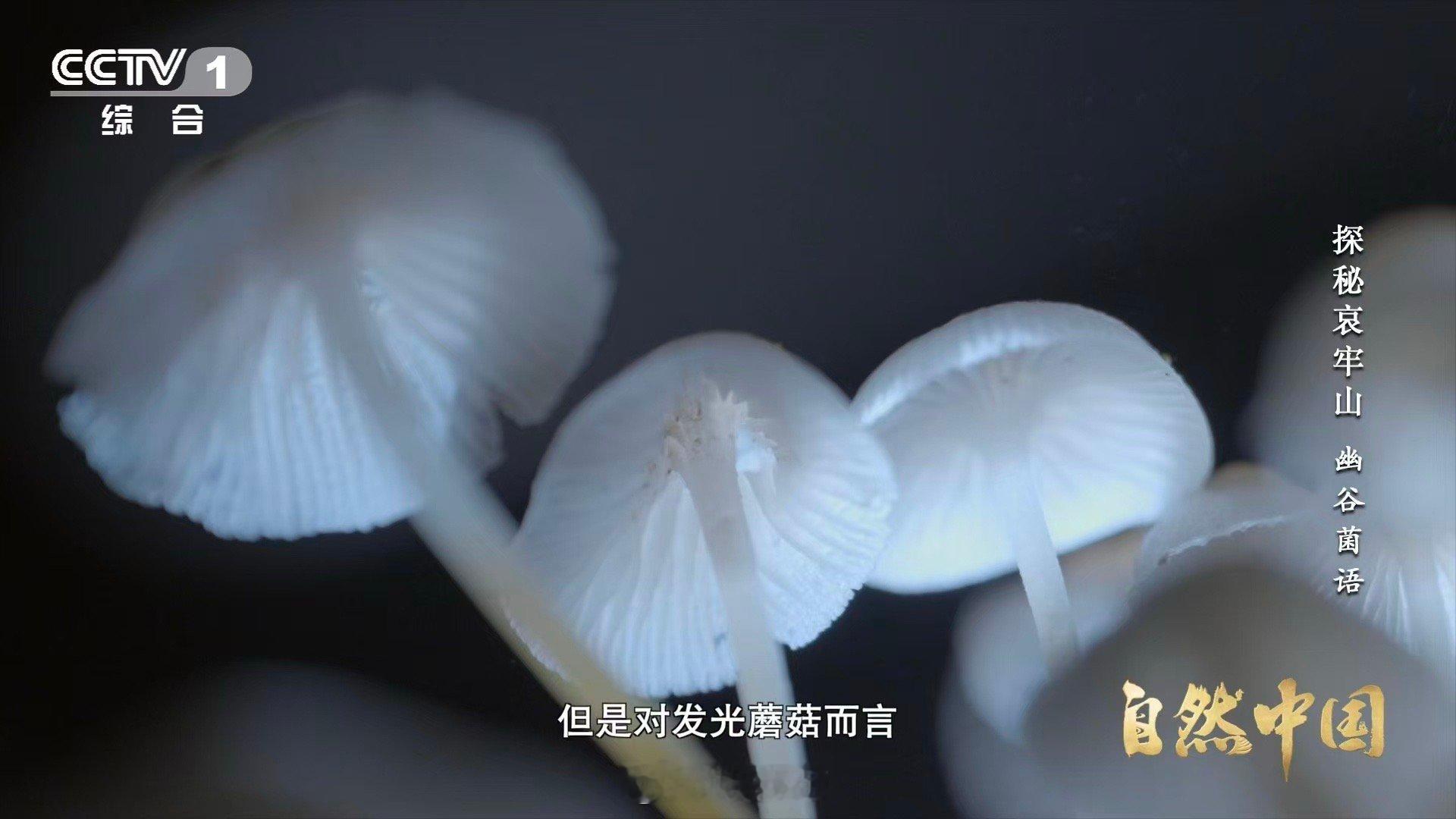 山里有天然小夜灯 蘑菇发光，不是为了美，是为了活着。哀牢山的荧光里藏着生存算法：