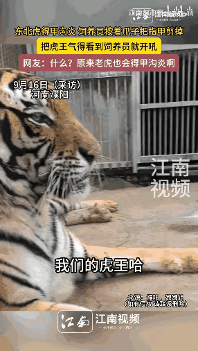 “离了个大谱！”9月16日，河南濮阳，一只东北虎王因为患上了“甲沟炎”，女饲养员