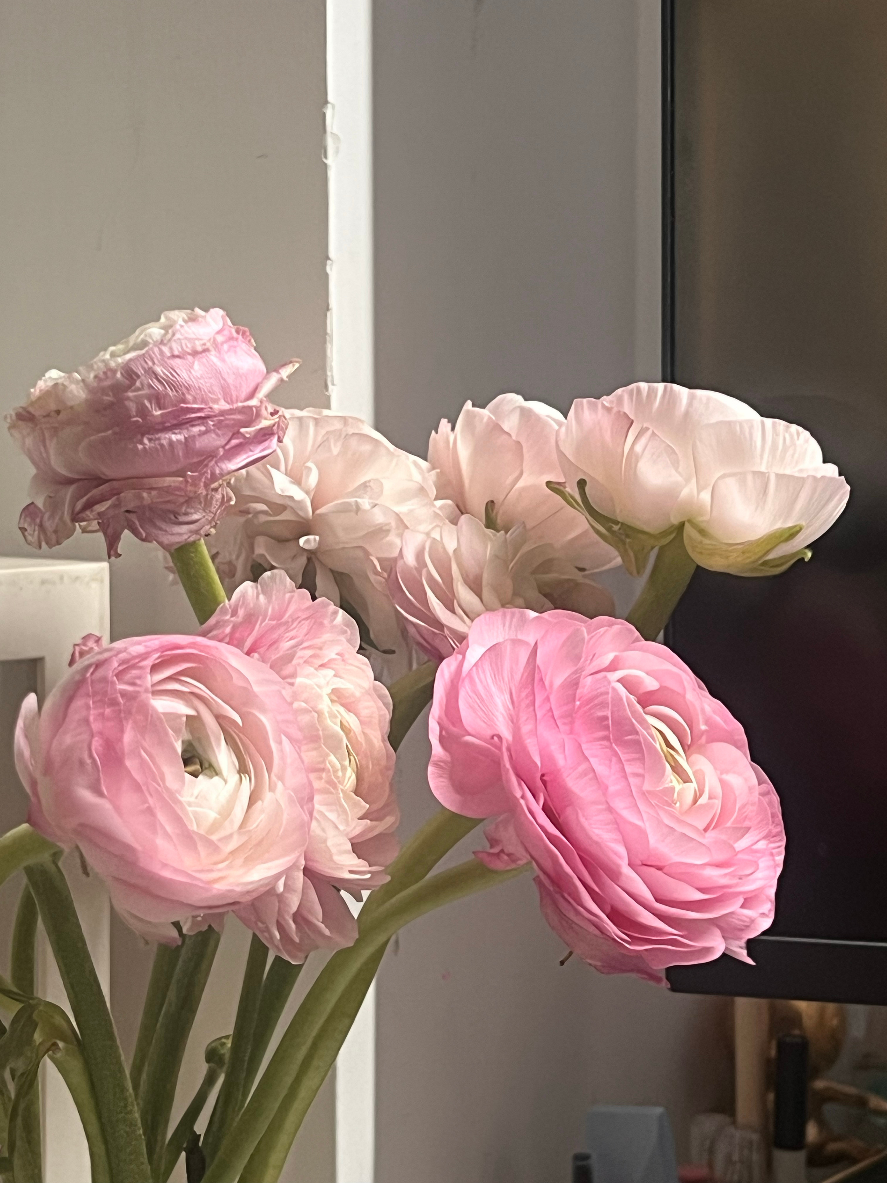 PDD第一次买东西，12块钱下单包邮的洋牡丹开了，今天刚好在家办公，看着挺舒心的