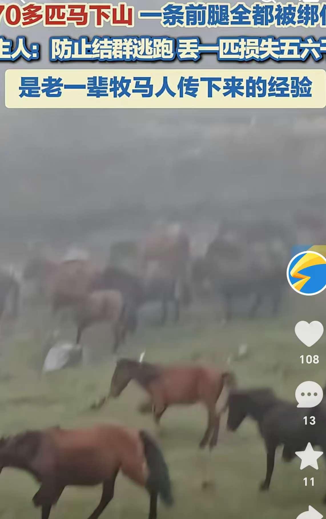 太奇怪了！今年国庆，有人去甘肃陇南旅游，发现漫山遍野都是马，可令人费解的是，在这