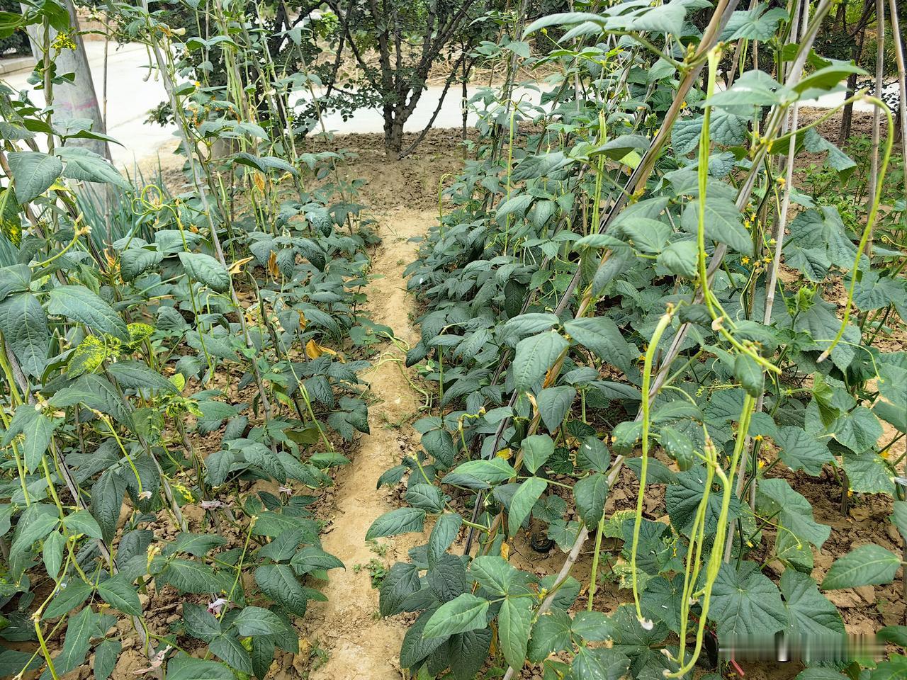 种豆得豆，种瓜得瓜，土地绝对是聚宝盆，自己在家种的蔬菜怎么吃的特别美味，到底是什