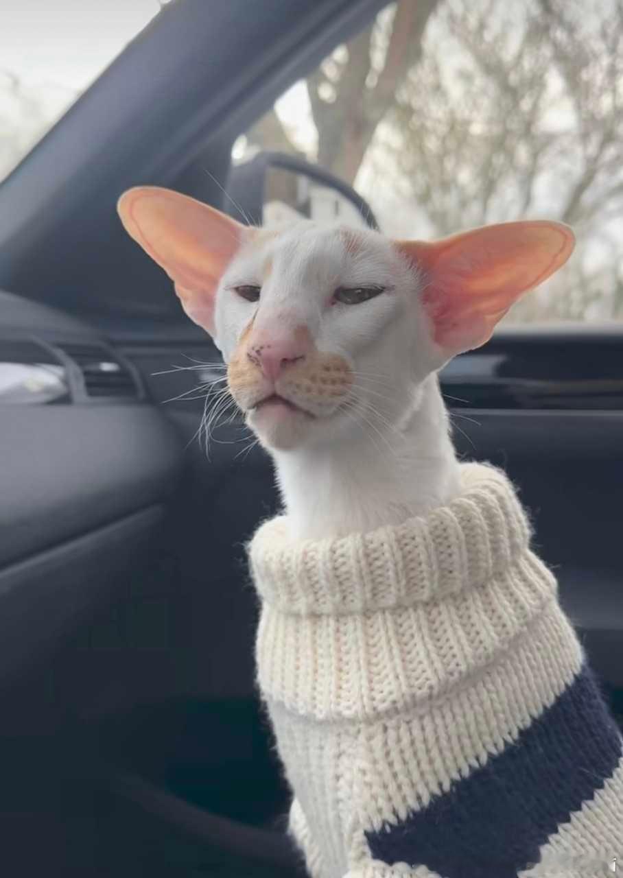 49738【丑猫】刷到的，转过来的一瞬间我笑了 