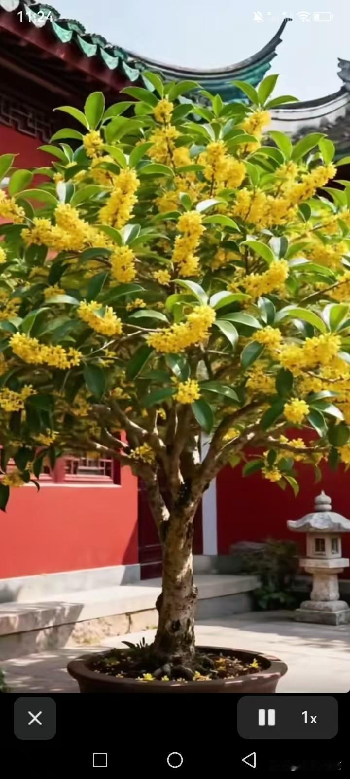 院中的桂香
 
青瓦飞檐，红墙映日，我家小院的那株老桂，又到了一年中最热闹的时节