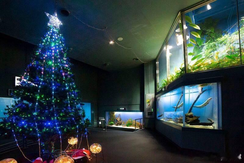 【日本水族馆“电鳗放电”点亮圣诞树 网友调侃：会不会过劳？】海外新鲜事日本 临近