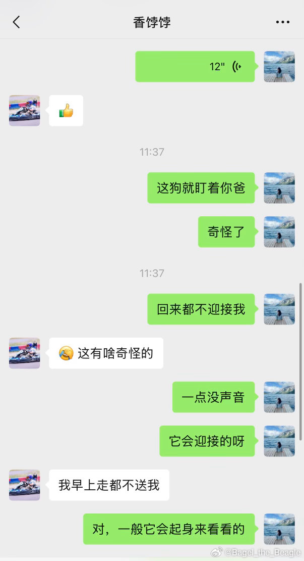 choco是一天都见不到它了现在，爷爷好适合养狗 