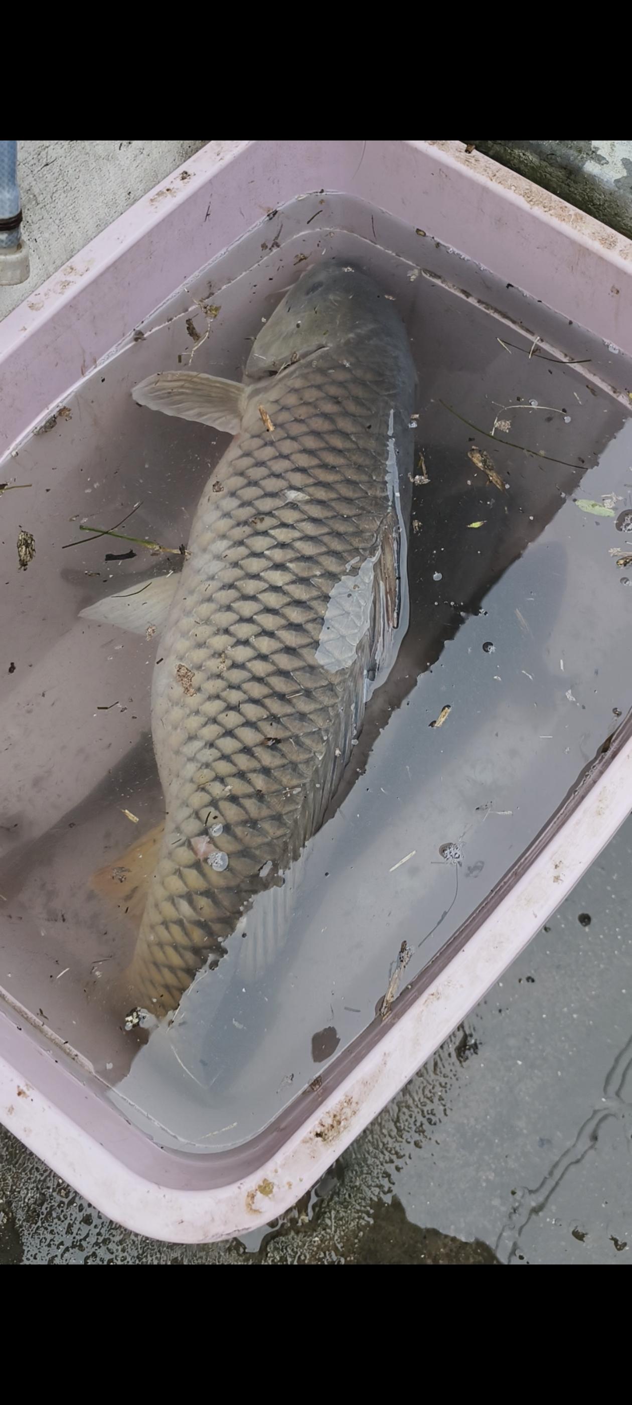 斗鱼
      鱼期来了，不能到大沙河里斗鱼了！
去年有人斗鱼被收了网，超划不