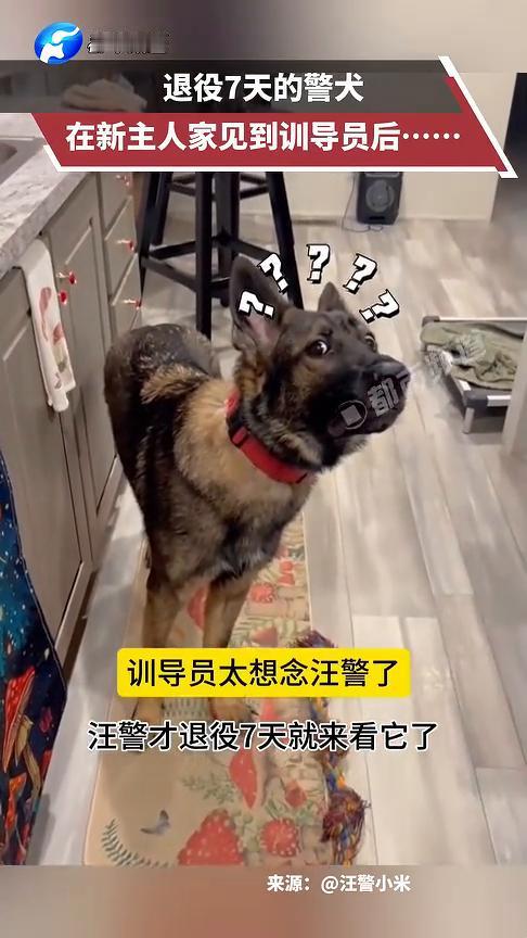 退役7天的警犬在新主人家见到训导员后。
都市频道。
5月11日(发布)湖南。训导