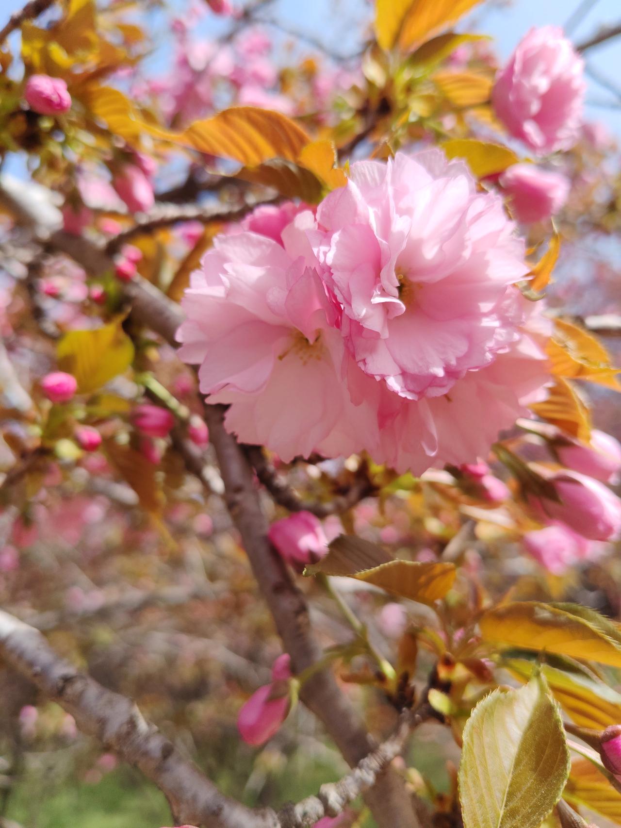 这重瓣樱花也太美了吧！花瓣层层叠叠，质感特别细腻，粉嫩的颜色配着黄绿相间的新叶，